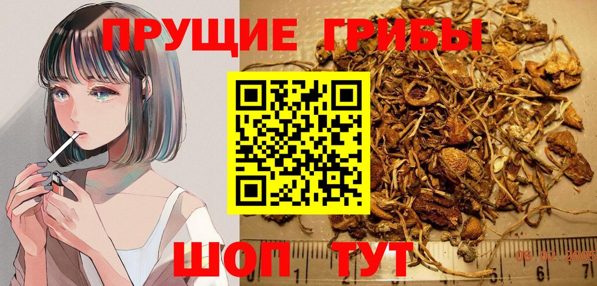 Псилоцибиновые грибы Cubensis Заречный